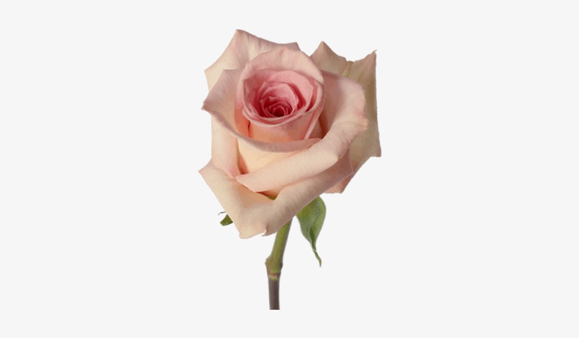Pink-sophia - Sophia Rose Flower, transparent png download