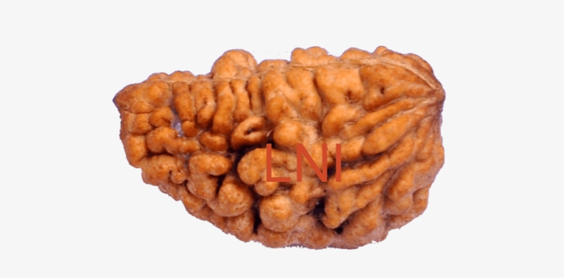1 Mukhi Kaju Rudraksha Size - Laboratory, transparent png download