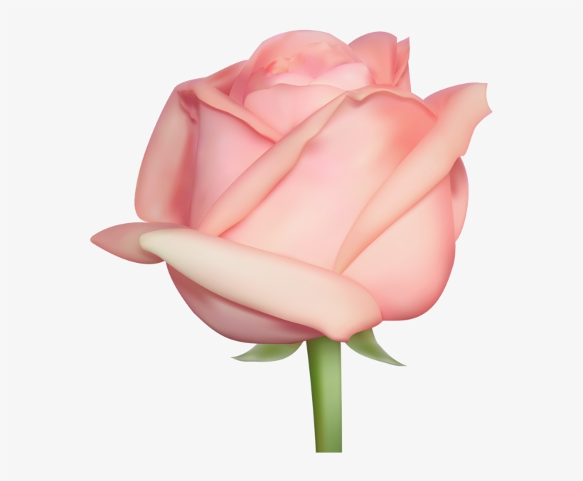 Rose Png - Portable Network Graphics, transparent png download
