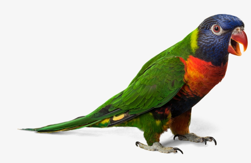 Green Parrot Png Download Image - Parrot Clipart, transparent png download