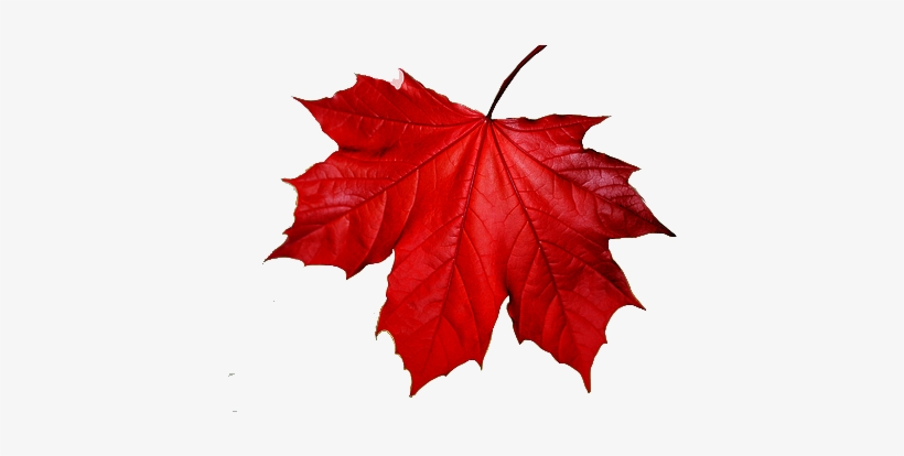 Blue Maple Leaf Png, transparent png download