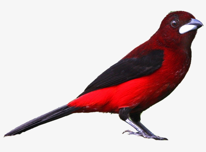 Realistic - Realistic Clipart, transparent png download