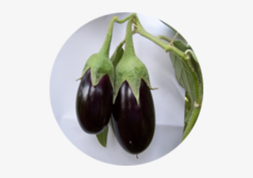 Hybrid Brinjal Seed - Eggplant, transparent png download