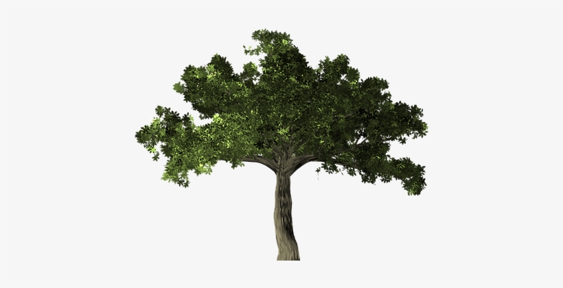 Ficus Tree Plant Ficus Microcarpa Banyan C - Transparent Background Fig Tree Png, transparent png download