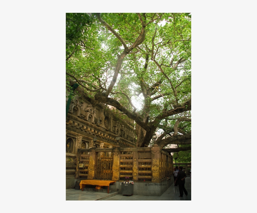India/ Bihar / Mahabodhi Temple Complex Part Ii [the - Oak, transparent png download