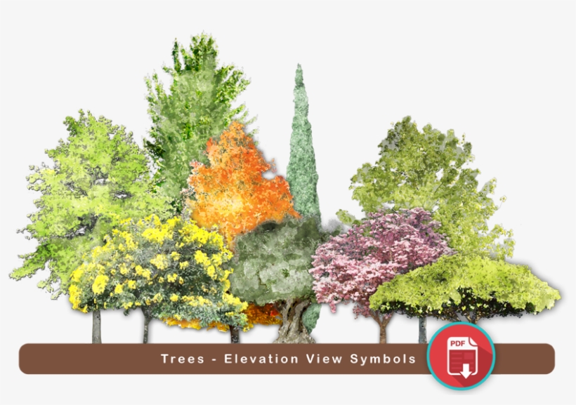 Buy Now For Only $49 - Red Pine, transparent png download