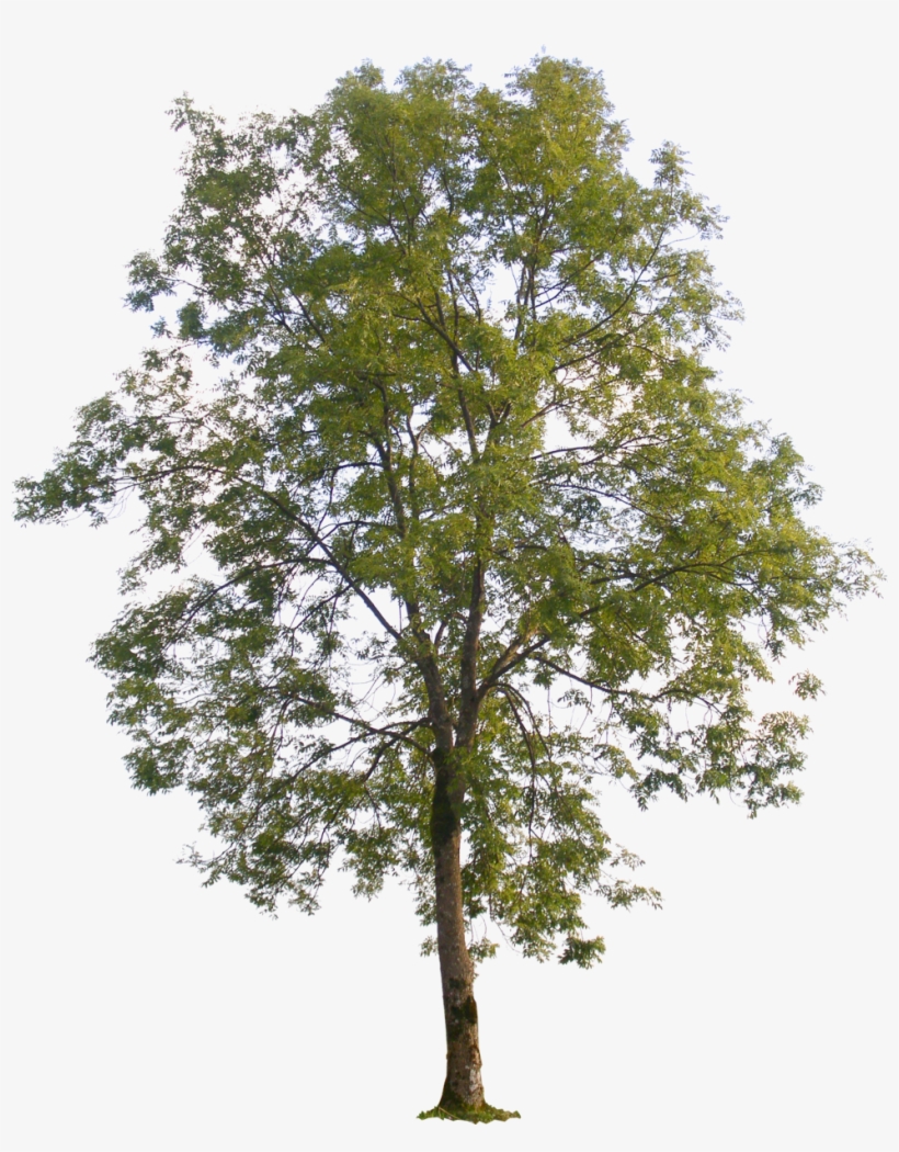 Share - - Poplar Photoshop, transparent png download