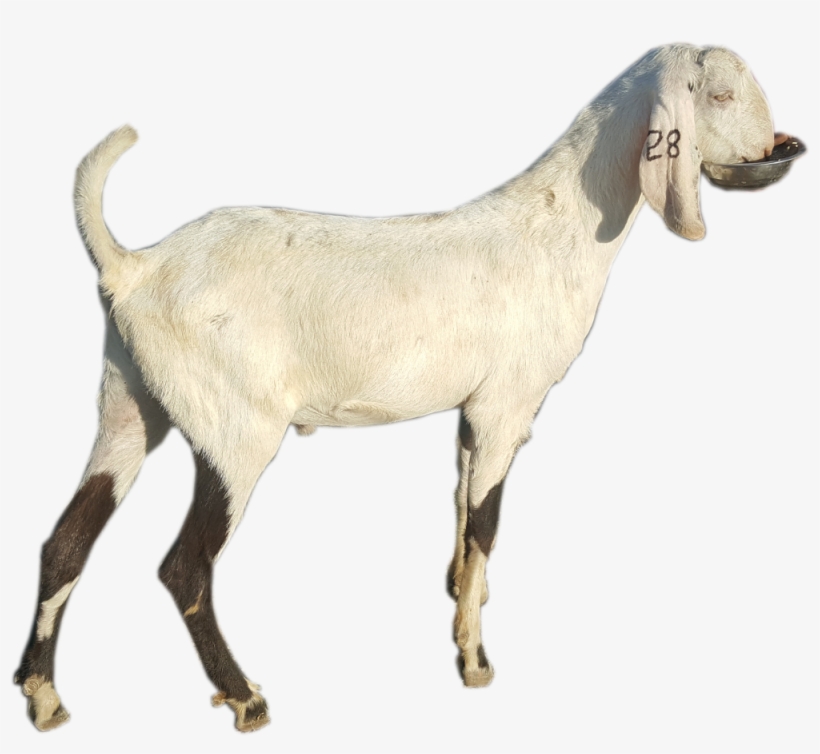 Our Goats - Goat, transparent png download