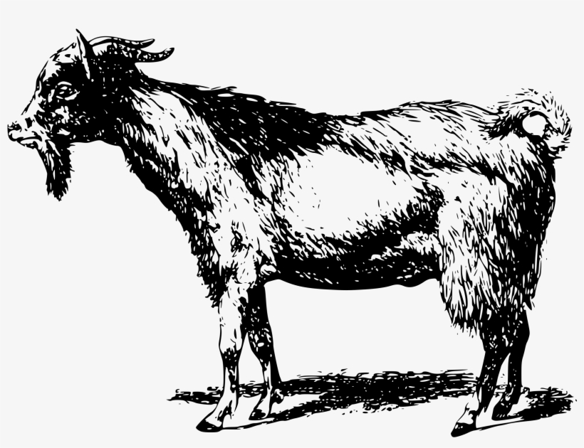 Big Image - Eid Qurbani K Janwar, transparent png download