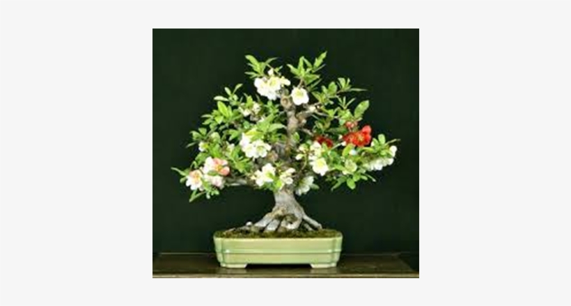 Malpighia Bonsai Tree Golden Juniperus Christmastree - Ligustrum Bonsai Flowering, transparent png download