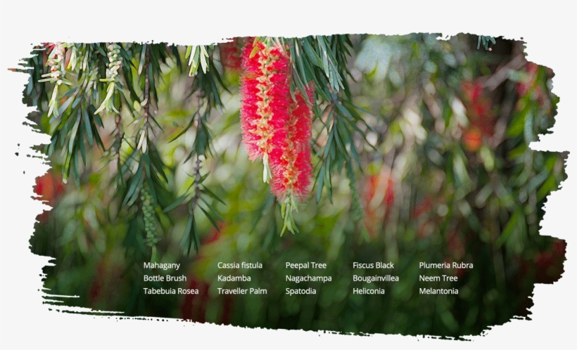 Amenities Avenue And Aroma Plantations - Bottlebush, transparent png download