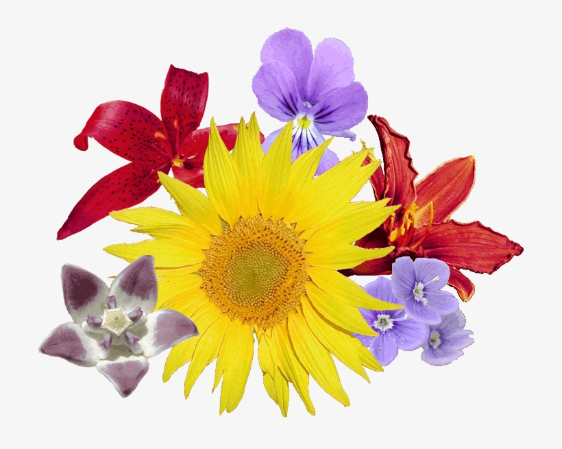 Bouquet Fleurs - Sunflower, transparent png download