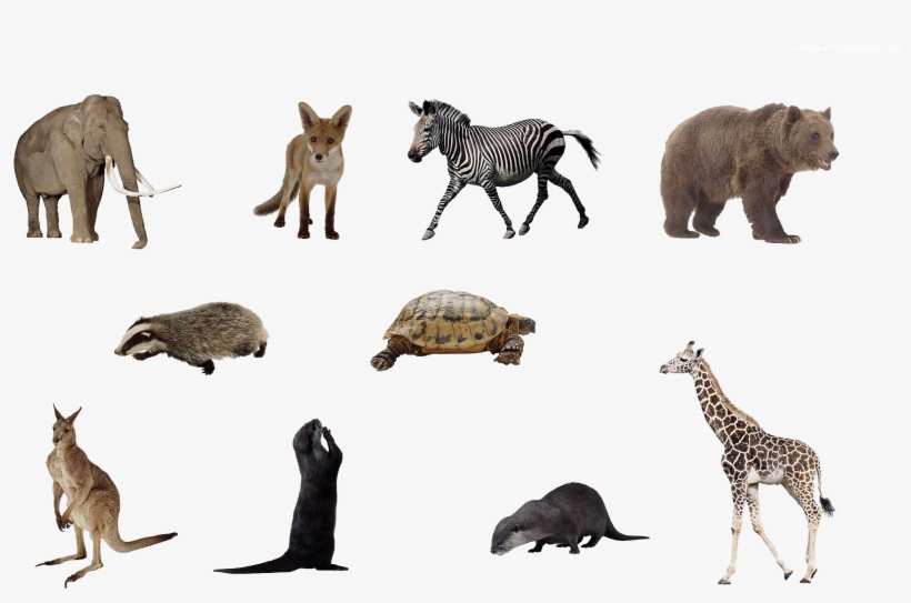 Top New Animal Png Picsart Editing 2018 Zip - Animals Png, transparent png download