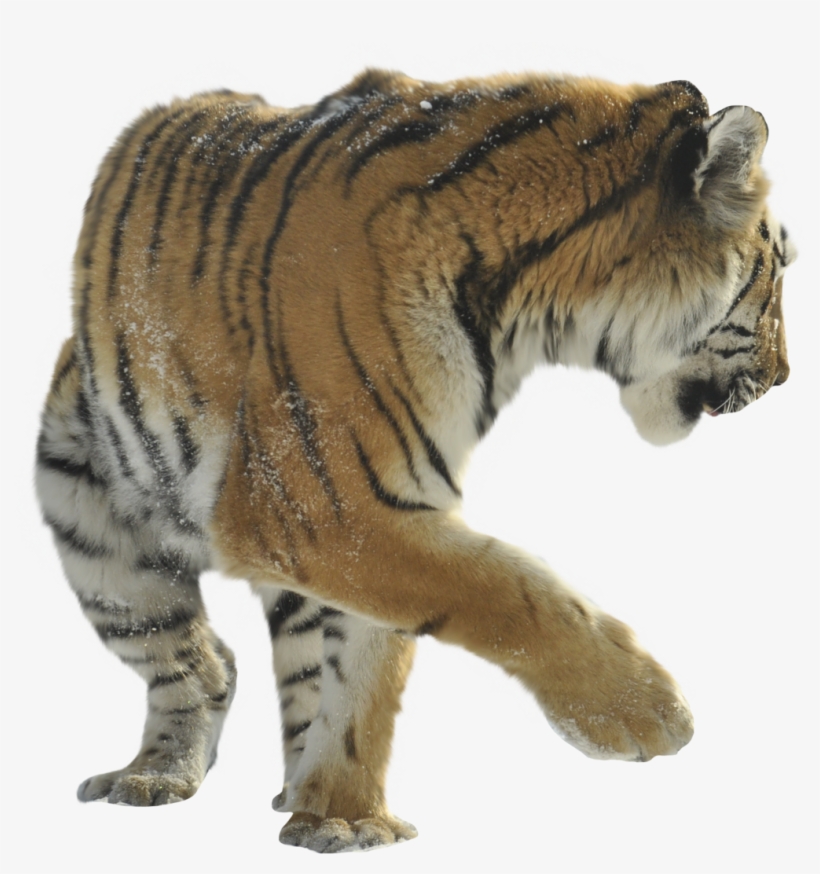 Siberian Tiger, transparent png download