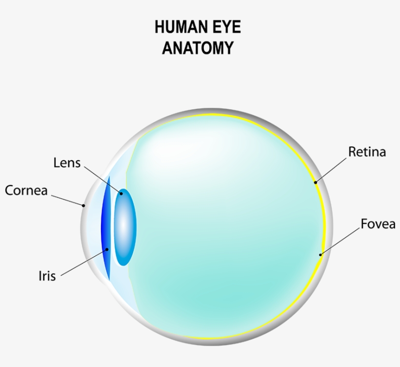 This Can Be Accomplished With Specialty Glasses, Specialty - Circle, transparent png download