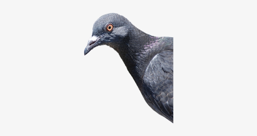 Pigeons Staring, transparent png download