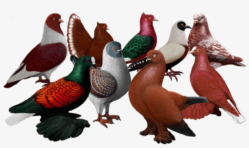 Mumtaztic Pigeon Loft - Domestic Pigeon, transparent png download
