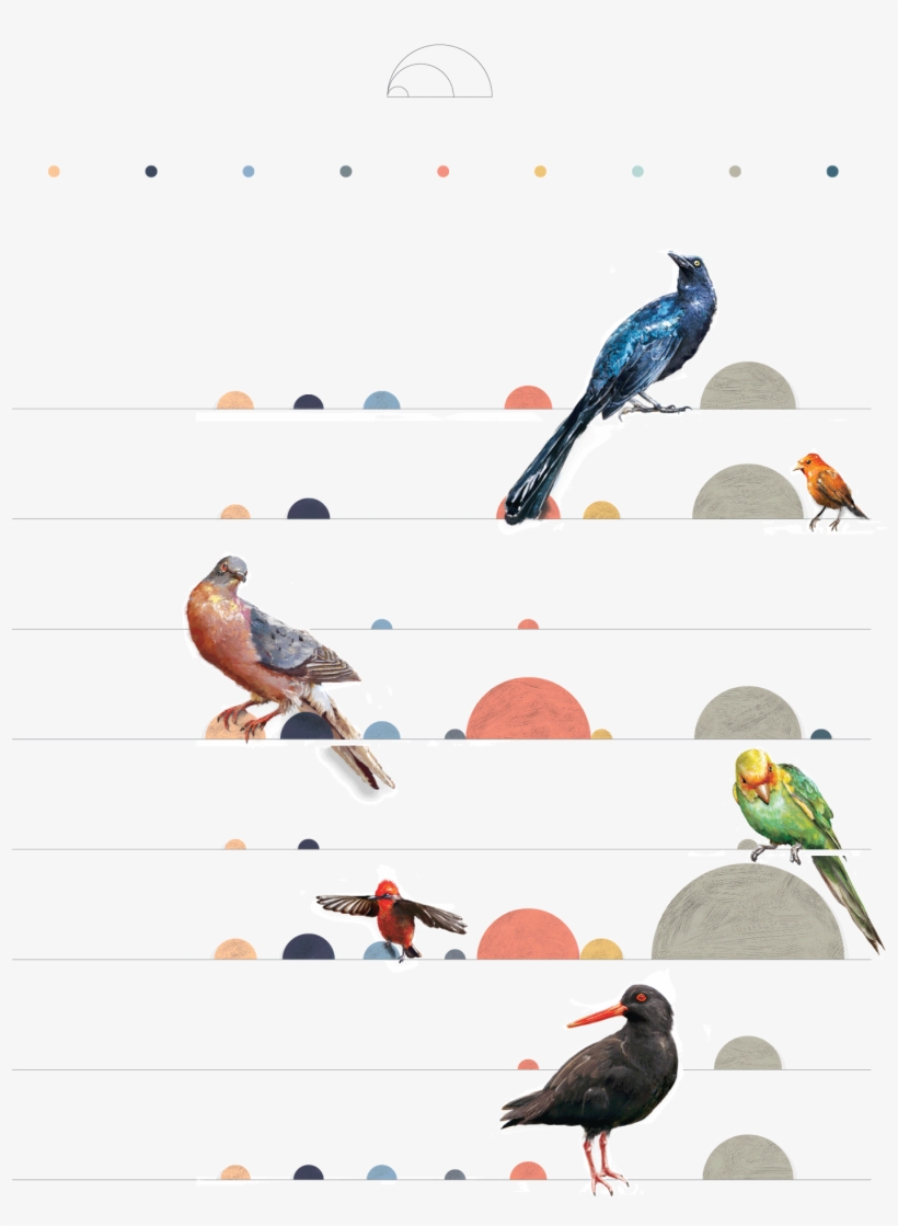Birds On The Brink - Finch, transparent png download