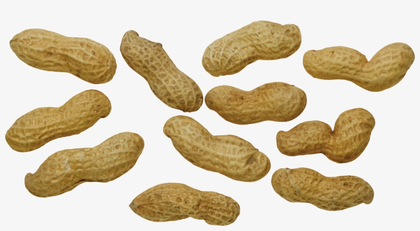 Peanut, transparent png download