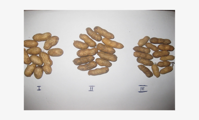 Grades Of Groundnut In-shell Obtained From The Grader - Pebble, transparent png download