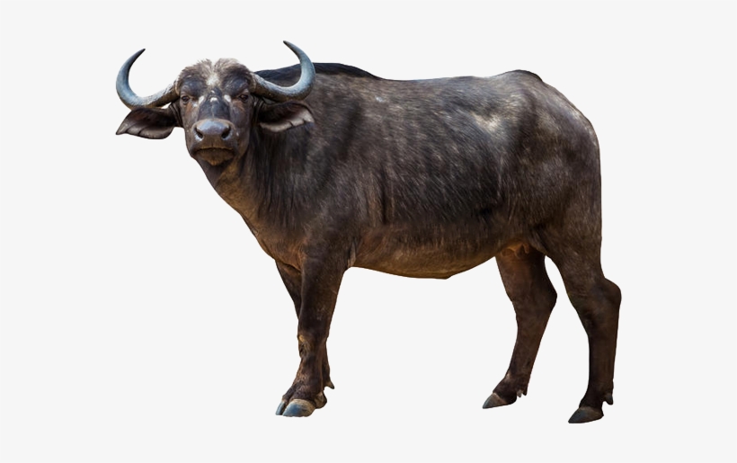 Rs Buffalo Beef Developer - Wild Boar, transparent png download