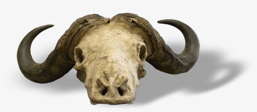 African Buffalo, transparent png download
