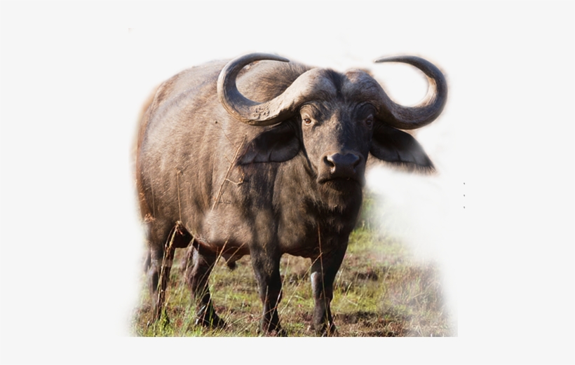 We Also Supply A Full Range Of Buffalo Offals Products - Weekly, transparent png download