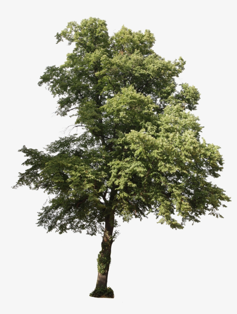 Free Download Tree Plan, Plant Images, Pencil Art, - Interpretation Centre, transparent png download