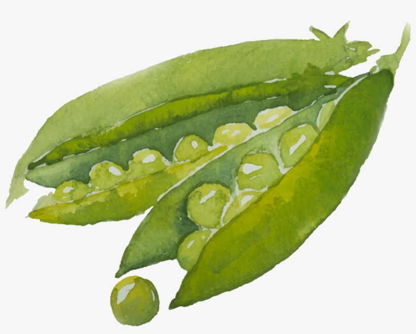 Add Vegan Protein Or Hemb Seeds - Watercolor Painting, transparent png download