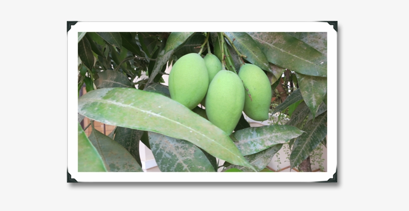 Sometimes The Pale Green Mango Will Get Grated And - Green Mangoes With Chili, transparent png download