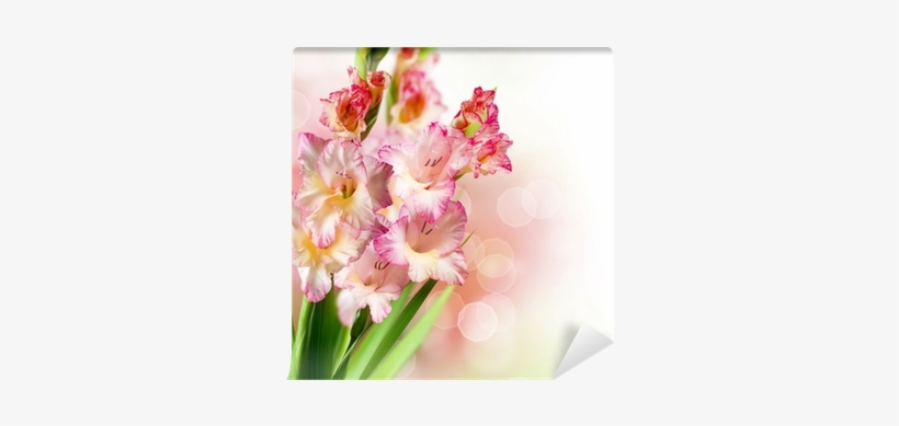 Download Gladiolus Autumn Flower Border Design Wall Mural 3d Pink Daylily And Butterfly Printed Cotton 4 Piece Png Image Transparent Png Free Download On Seekpng