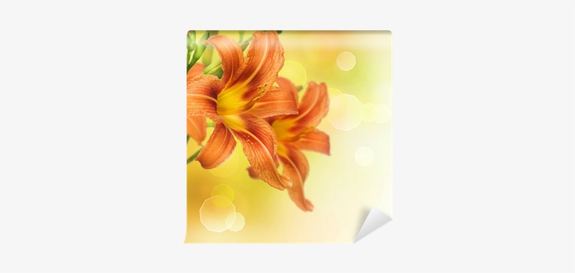 Yellow Lily Flower Border Design Wall Mural • Pixers® - Beautiful Orange Flowers Hd, transparent png download