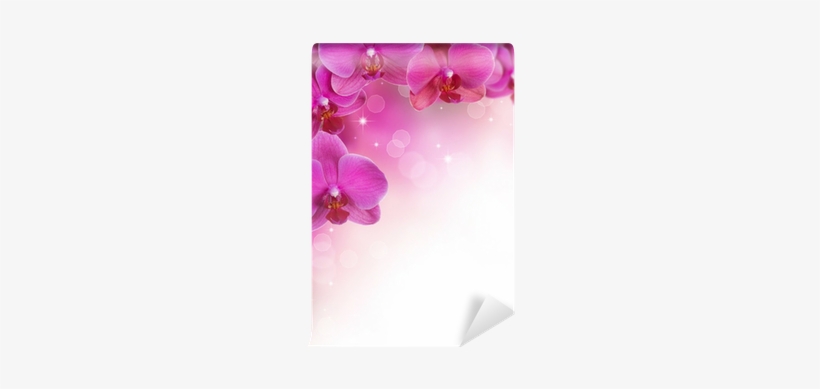 Orchids, transparent png download