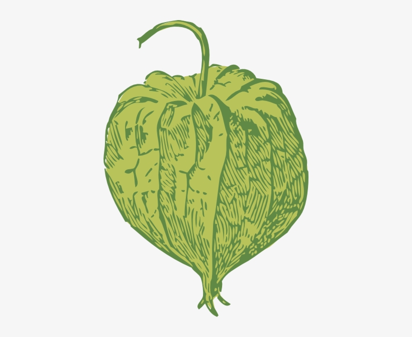 Tomatillo Clip Art Free Vector - Tomatillo Clipart, transparent png download