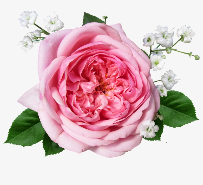 Flower, Rose, Pink, Cut Out, Romance - Rose, transparent png download