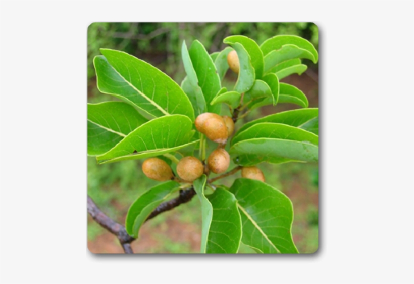 Almond Fruit Tree India, transparent png download