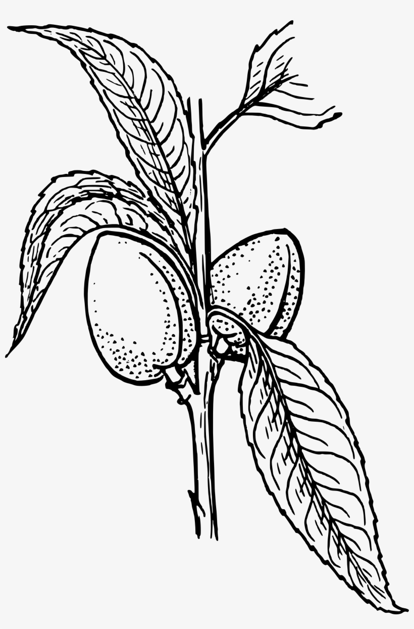 Almond 20clipart - Plant Clip Art, transparent png download