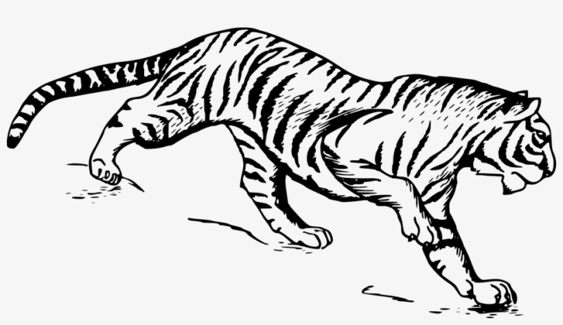 Flute Drawing Mayilpeeli - Tiger Drawing Png, transparent png download