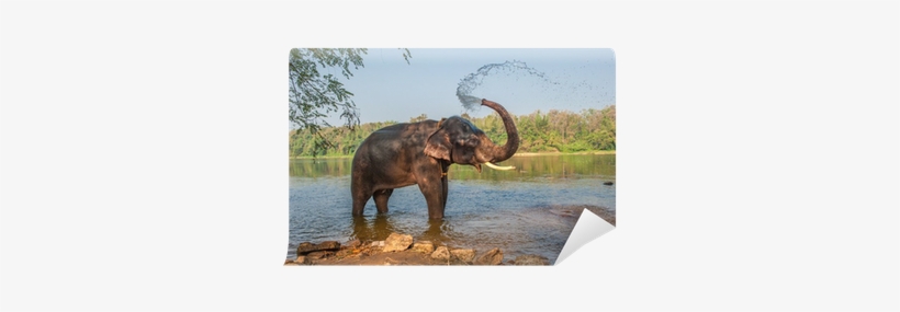 Elephant Bathing Itself, transparent png download