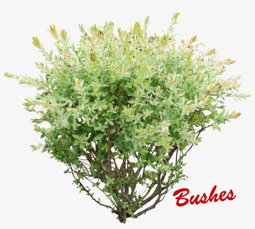 White Flower Bush Png, transparent png download