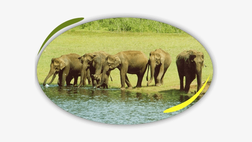 Wildlife In Evergreen Forests, transparent png download