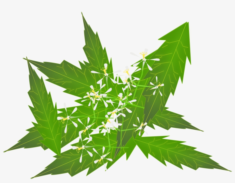 Big Image - Ayurved Tree, transparent png download
