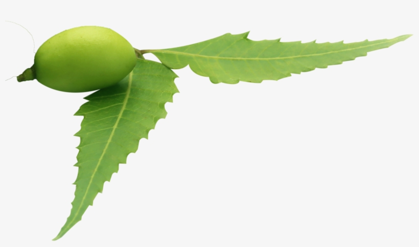 the united nations thinks the neem tree s all that neem leaf png png image transparent png free download on seekpng neem leaf png png