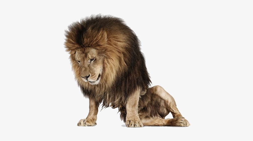 Angry Lion Png Images Download - Andrew Zuckerman, transparent png download