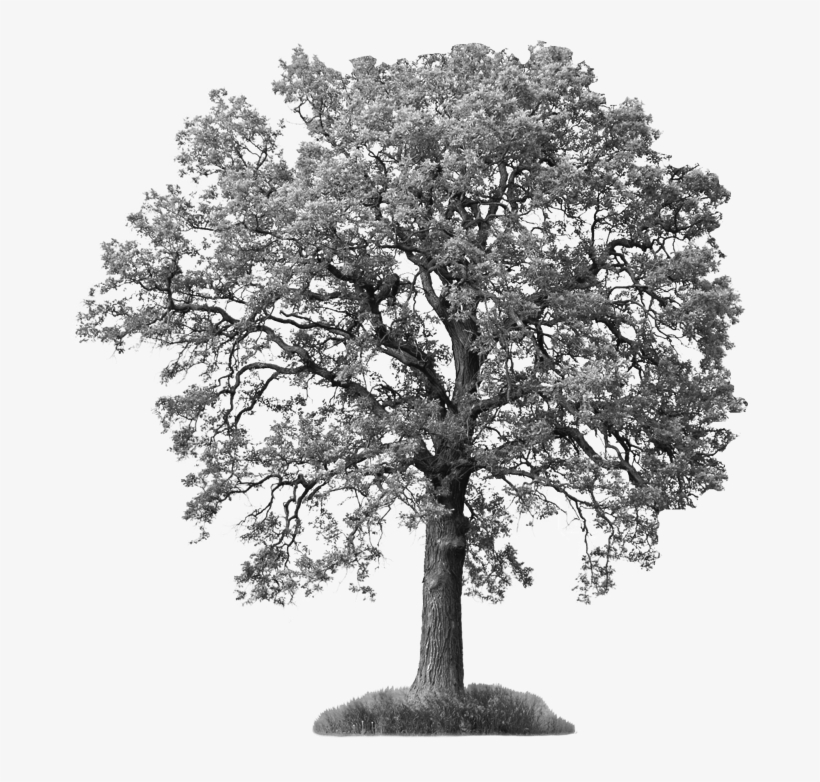 Tree Png White Ash Tree 677 702 À¸‡à¸²à¸™ - Ash Tree Black And White, transparent png download