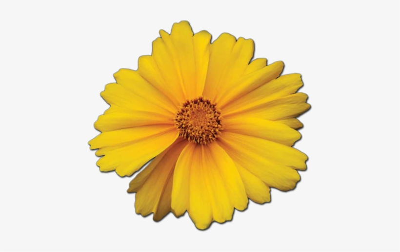 Marigold Photo Stock - Marigold, transparent png download