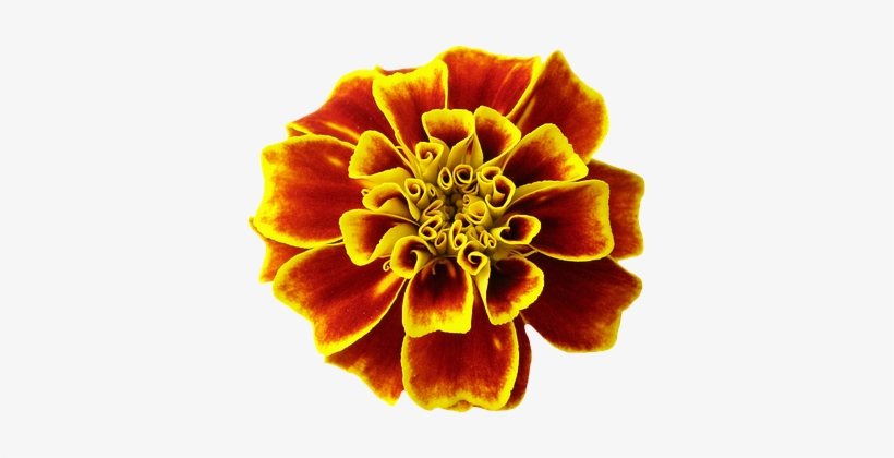 Tagetesblüte, Orange, Summer, Flower - Marigold, transparent png download