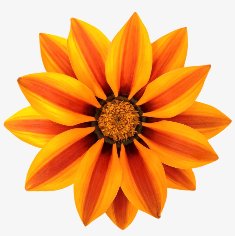 Gazania Png File - Orange Flower Png File, transparent png download