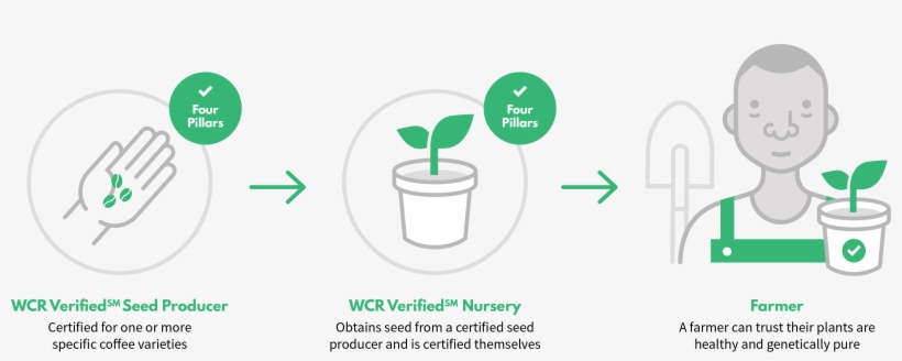 To Succeed, Farmers Need Healthy Seeds And The Right - Pureza Genetica En Plantas, transparent png download
