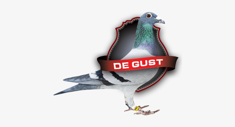 America's Dream Loft Has Been Committed To Providing - Rock Dove, transparent png download